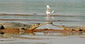 Gharial in Chambal River