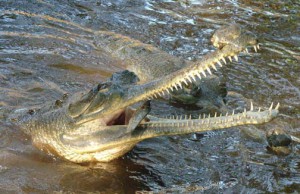 Male gharial eating a tilapia