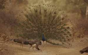 Peacock Dance in Ranthambore National Park
