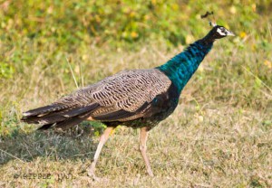 Peacock in Ranthambore National Park
