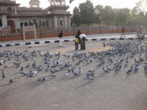 Ramnivas Bagh - Jaipur