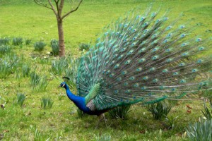Ranthambore National Park Peacock Dance