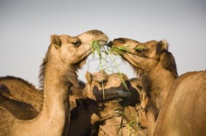 camel-breeding-farm