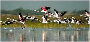 wildlife-sanctuaries-in-Bharatpur